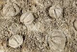 Multiple Blastoid Fossil Plate - Arkansas #198192-1